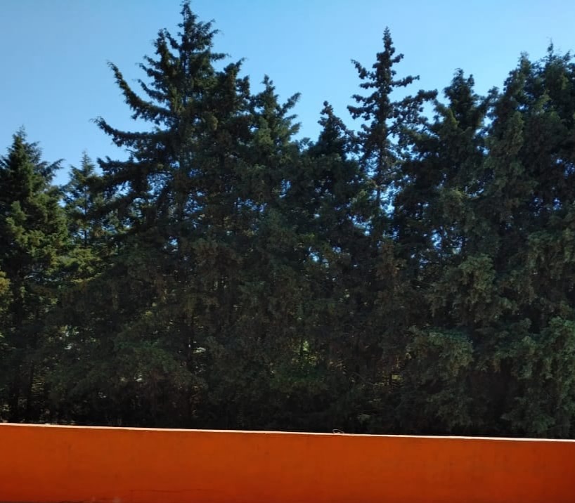 Vista desde la azotea mostrando el enorme potencial para construir un Roof Garden y vista al parque